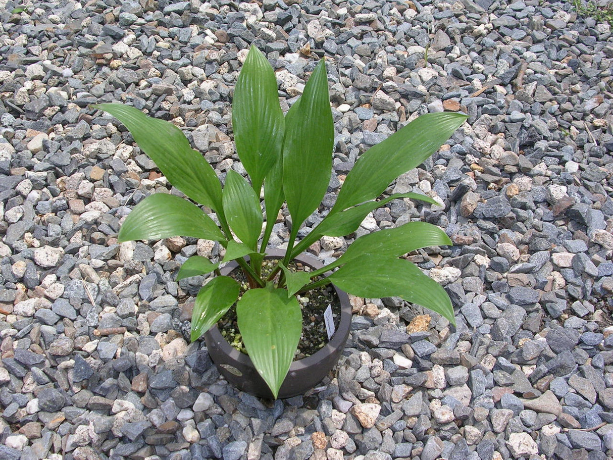clausa Hosta From NH Hostas