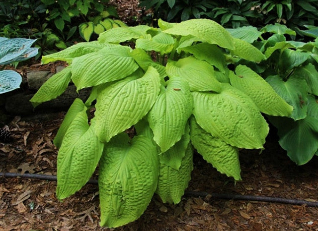 Hosta 'Dahlonega' Courtesy of Harold McDonell and The Hosta Library