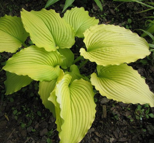 'Dancing Queen' Hosta Courtesy of Walters Gardens