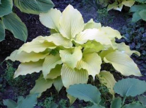 'Dancing Queen' Hosta Courtesy of Walters Gardens