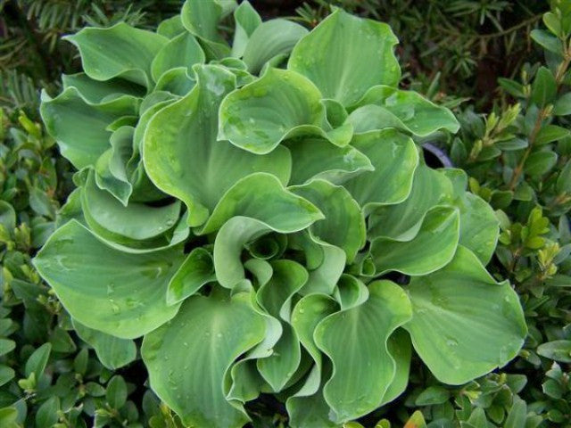 'Dancing Mouse' Hosta Courtesy of Naylor Creek