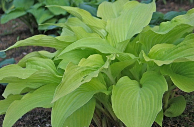 Hosta 'Dancing Crane' Courtesy of Don Dean
