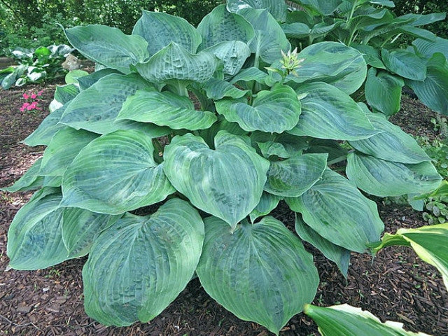 Hosta 'Dark Shadows' Courtesy of the Hosta Library