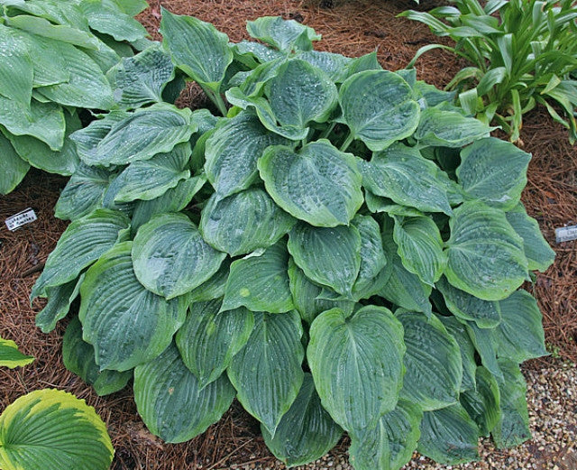 Hosta 'Dark Shadows' Courtesy of the Hosta Library