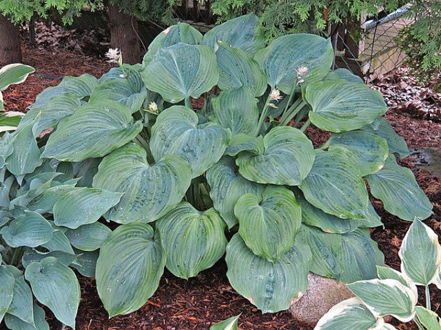 Hosta 'Dark Shadows' Courtesy of the Hosta Library