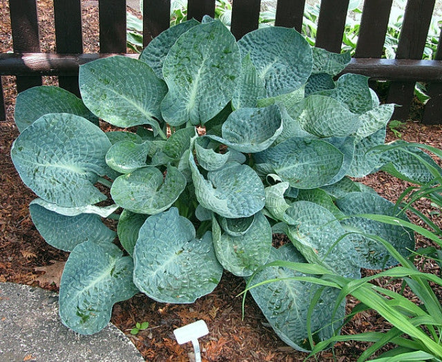 Hosta 'Deep Blue Sea' Courtesy of Carol Brashear