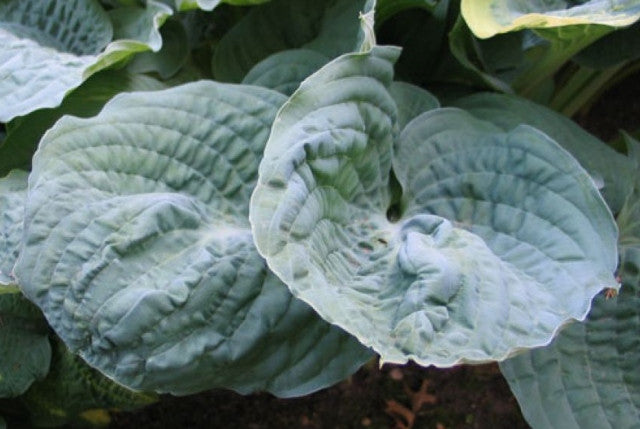 Hosta 'Deep Waters' Courtesy of Don Dean and the Hosta Library