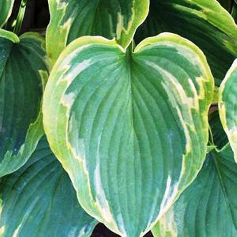 'Deja Blu' Hosta Courtesy of Walters Gardens
