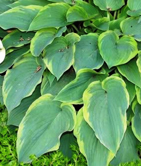 'Deja Blu' Hosta