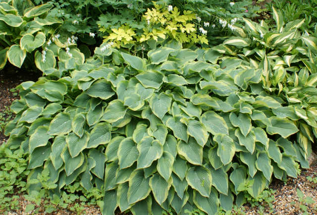 'Deja Blu' Hosta From NH Hostas