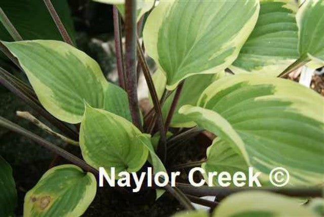 Hosta 'Delicious' Courtesy of Naylor Creek