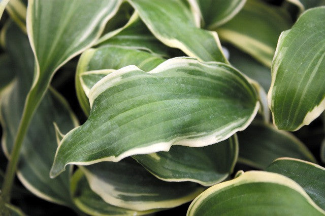 'Deliverance' Hosta Courtesy of Shady Oaks Nursery