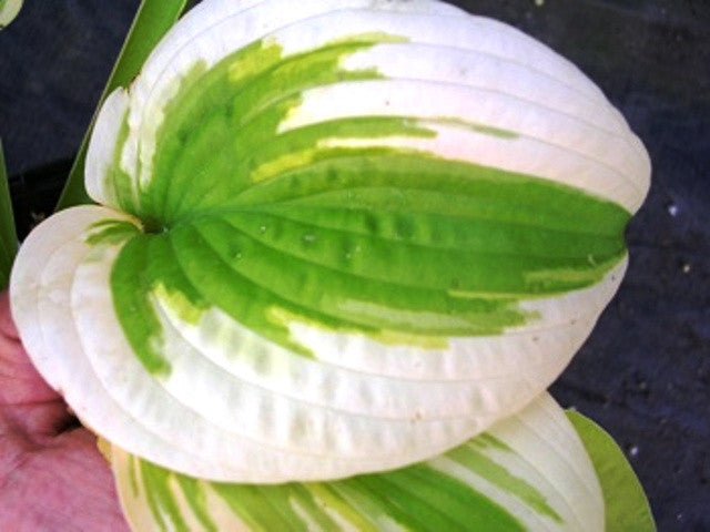 'Delta Dawn' Hosta