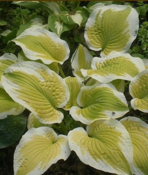'Delta Dawn' Hosta