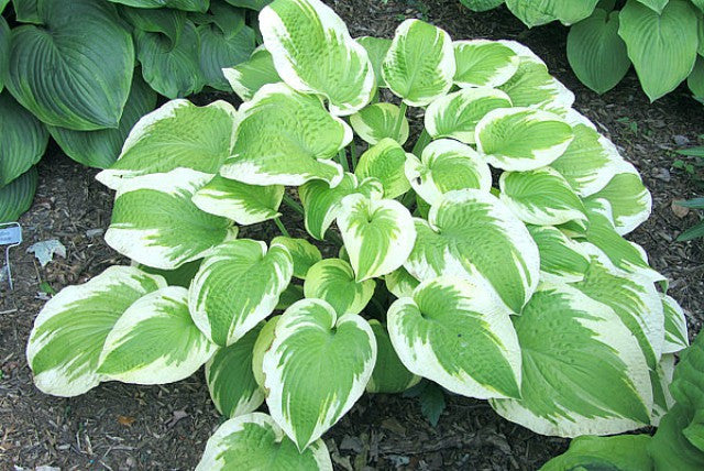 Hosta 'Delta Dawn' Courtesy of Carol Brashear