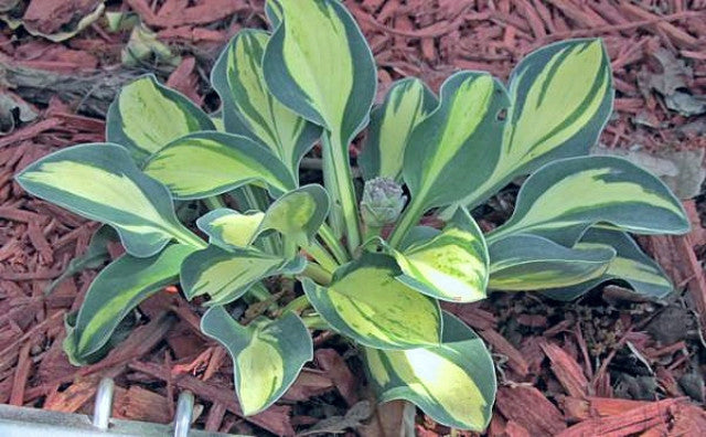 Hosta 'Desert Mouse' Courtesy of Carol Brashear