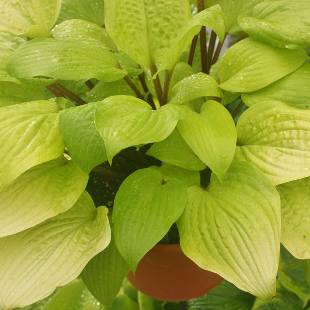 'Designer Genes' Hosta Courtesy of Walters Gardens