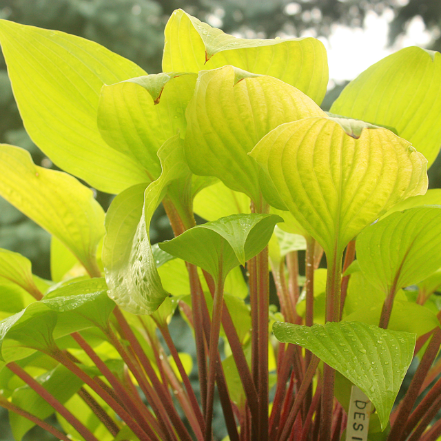 'Designer Genes' Hosta Courtesy of Walters Gardens