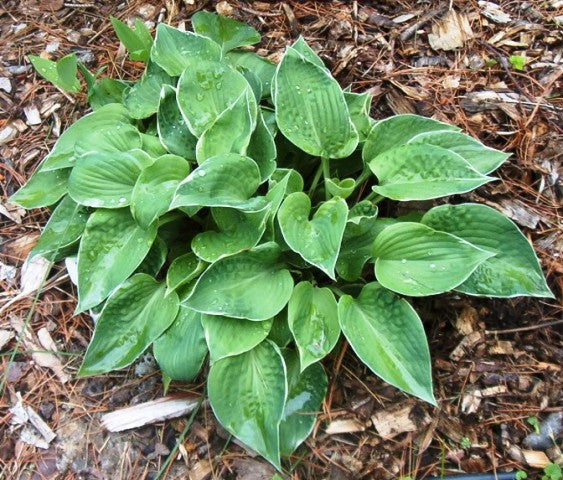 'Dew Drop' Hosta