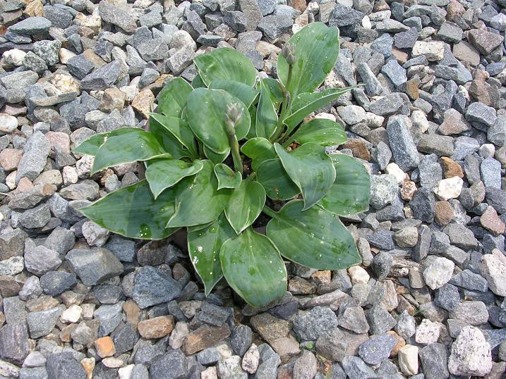 'Dew Drop' Hosta From NH Hostas