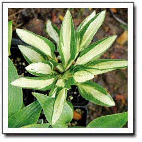 'Diamond Necklace' Hosta Courtesy of Q&Z Nursery