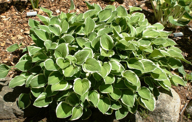 'Diamond Tiara' Hosta From NH Hostas