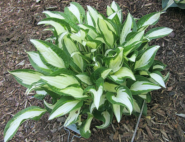 'Diamond Necklace' Hosta Courtesy of Carol Brashear