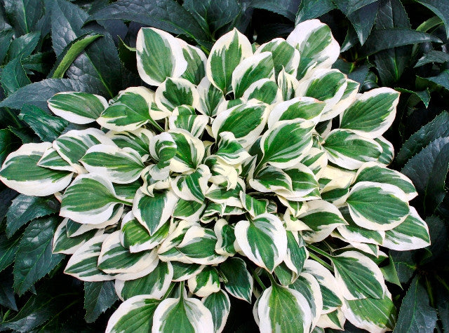 'Diamond's are Forever' Hosta Courtesy of Walters Gardens