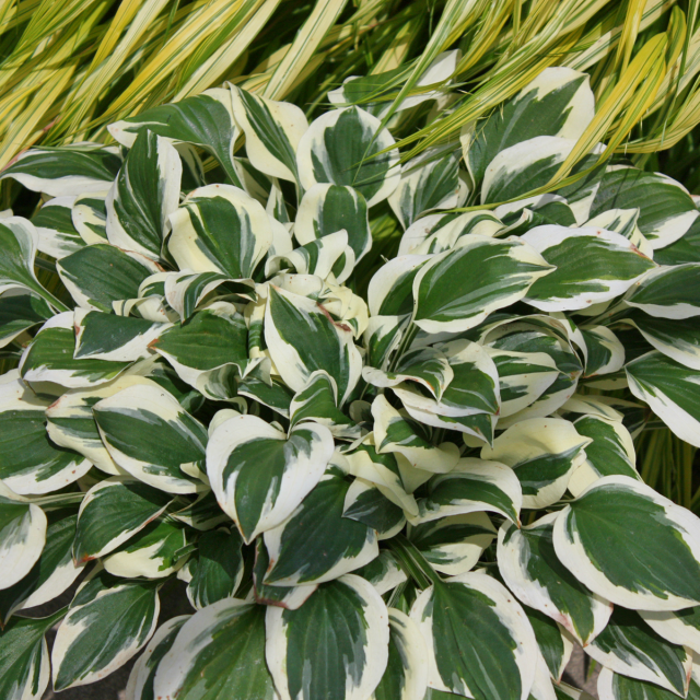 'Diamond's are Forever' Hosta Courtesy of Walters Gardens