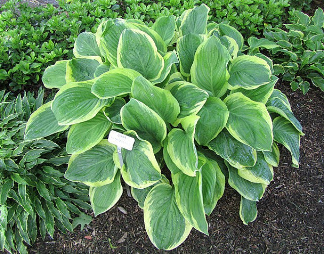 'Diana Remembered' Hosta Courtesy of Carol Brashear