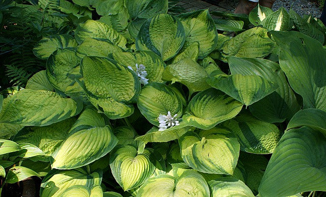 'Dick Ward' Hosta From NH Hostas