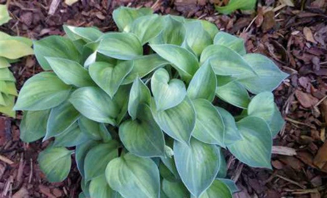 'Dinky Donna' Hosta Courtesy of Naylor Creek