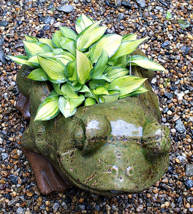 'Dinner Mint' Hosta From NH Hostas