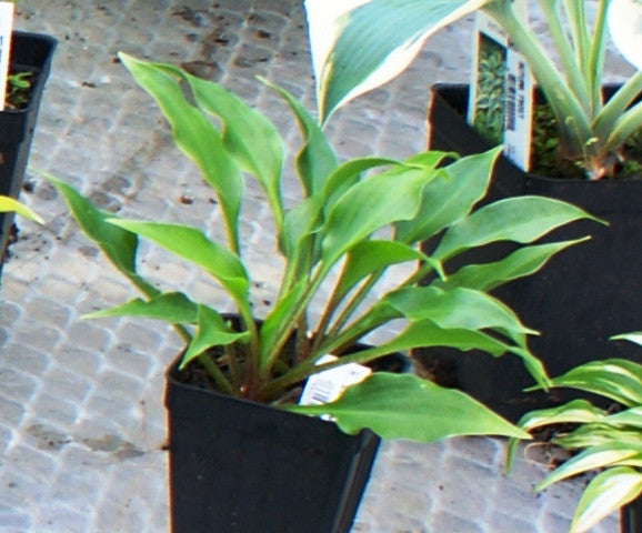 'Dixie Chick Green' Hosta From NH Hostas