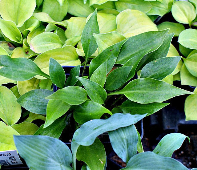 'Dixie Chick Green' Hosta From NH Hostas
