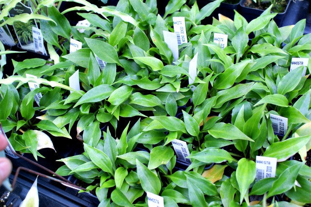 'Dixie Chick Green' Hosta From NH Hostas