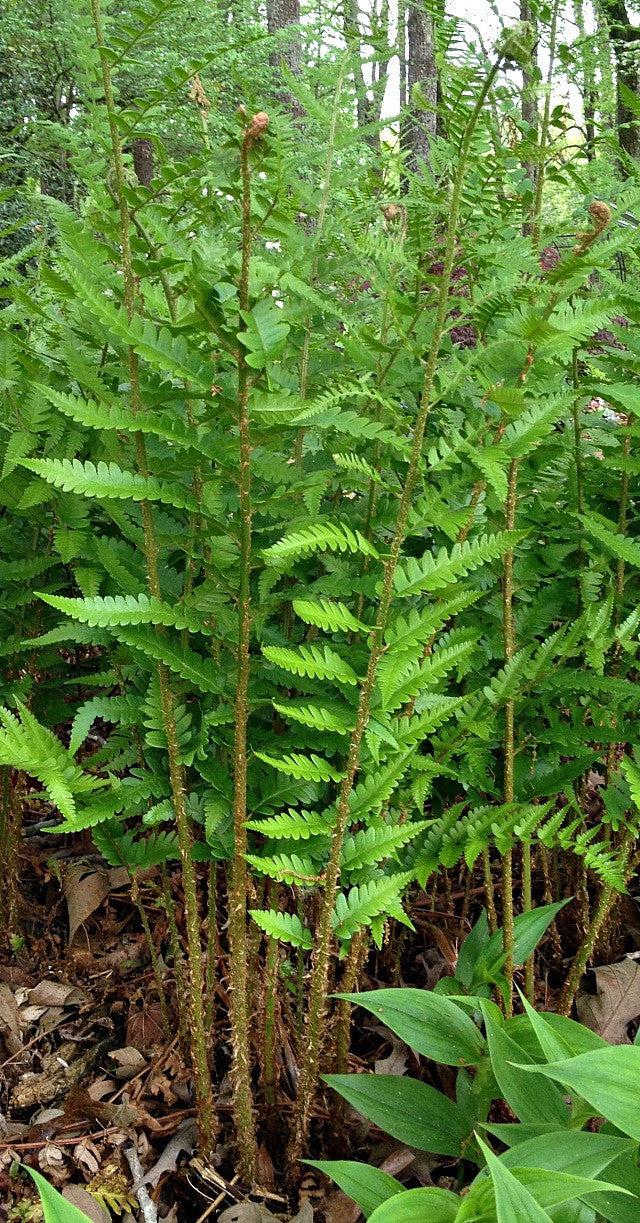 Dixie Wood Fern
