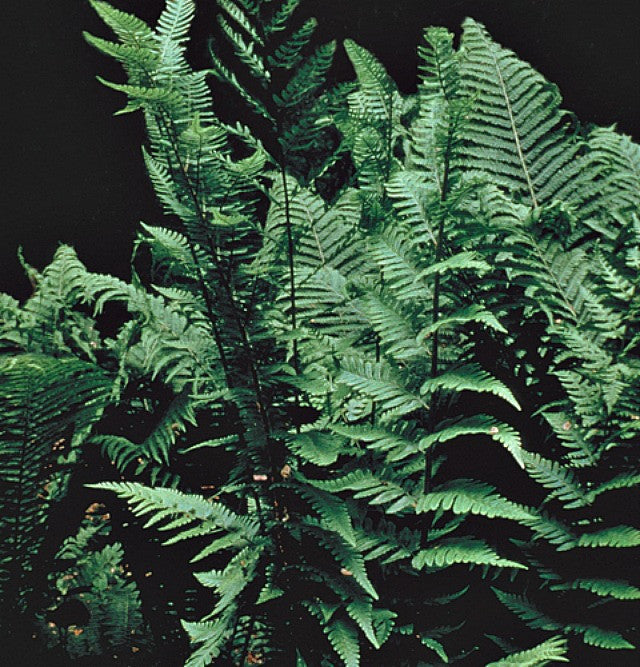 Dixie Wood Fern Courtesy of Casa Flora