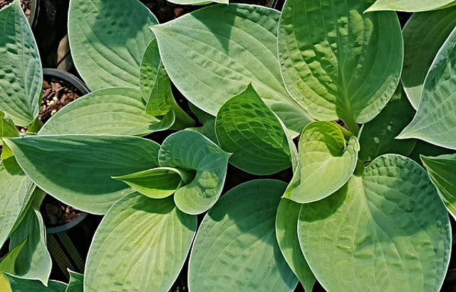 Hosta 'Dixie Ghost' Courtesy of Jan van den Top and the Hosta Library