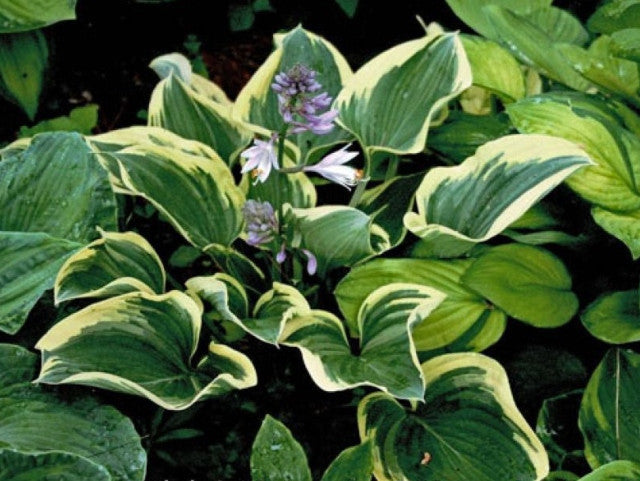 Hosta 'Dixie's Memory' Courtesy of Gary Myers