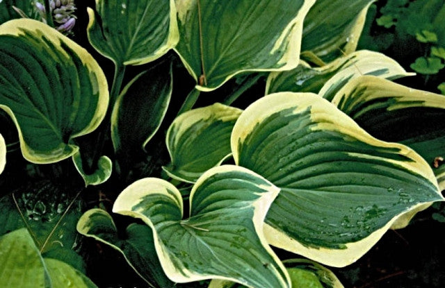 Hosta 'Dixie's Memory' Courtesy of Gary Myers