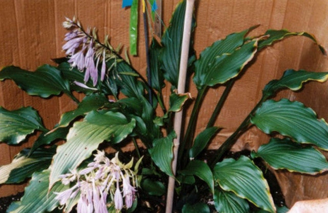 Hosta 'Doctor Fu Manchu' Courtesy of Peter Ruh