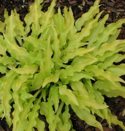 'Dragon Tails' Hosta From NH Hostas