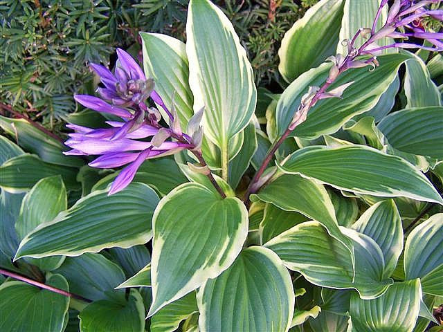 'Dragon Warrior' Hosta Courtesy of Jan Van den Top