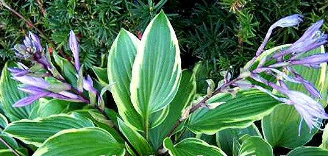 'Dragon Warrior' Hosta Courtesy of Naylor Creek