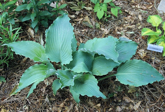 Hosta 'Dragon's Dream' Courtesy of Harold McDonell and the Hosta Library