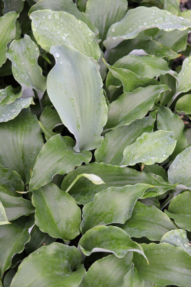 Hosta 'Dragon's Dream' Courtesy of Green Hill Farm