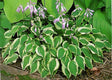 Hosta 'Duchess' Courtesy of Dennis Savory and the Hosta Library