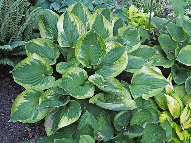 Hosta 'Dust Devil' Courtesy of the Hosta Library
