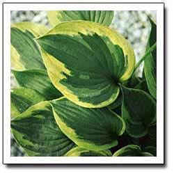 'Dust Devil' Hosta Courtesy of Q&Z Nursery
